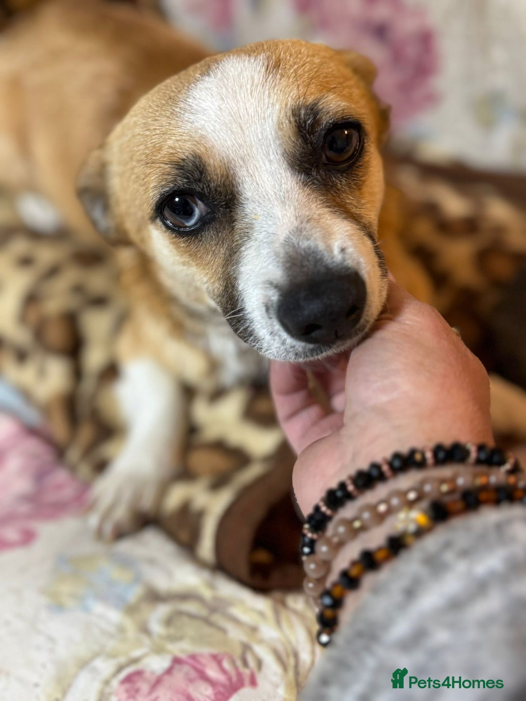 Mixed Breed dogs for adoption: FLORA - a Lovely tiny puppy girl for a Loving Home - Advert 38