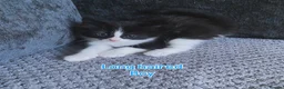 Mixed Breed cats for sale: Long haired and short haired kittens  - Advert 4