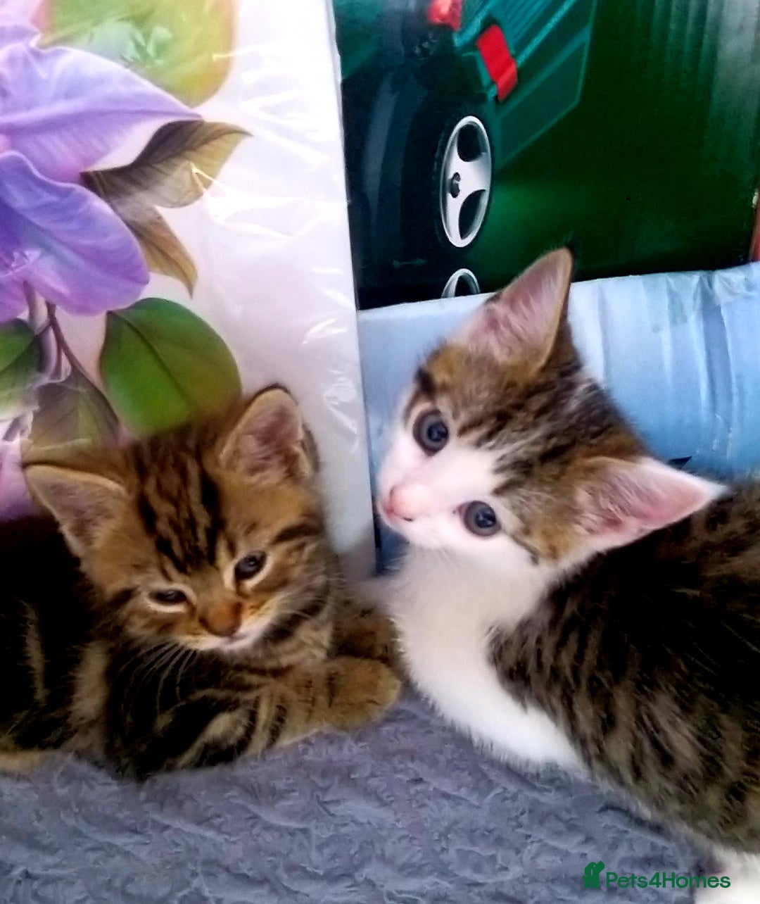 Bengal cats for sale: Mixed Bengal, adorable - Advert 5