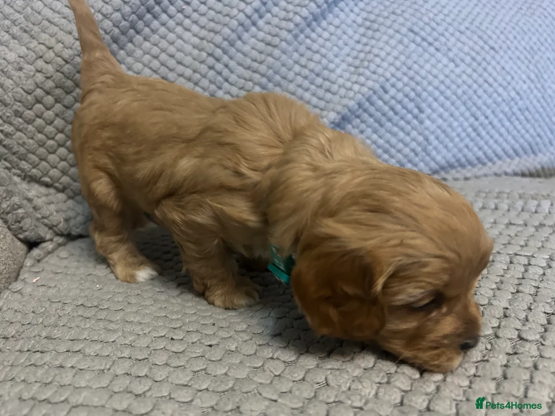 Cavapoo dogs for sale: 🌟 F1 Cavapoos for sale 🌟  - Advert 8