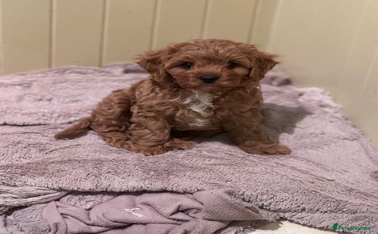 Cavapoo dogs - Advert 3