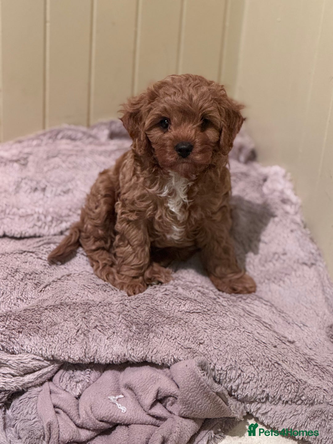 Cavapoo dogs for sale: Cute Cavapoo Male  - Image 1