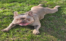 French Bulldog dogs for sale: Beautiful Bronny seeking a dog free home  - Image 3