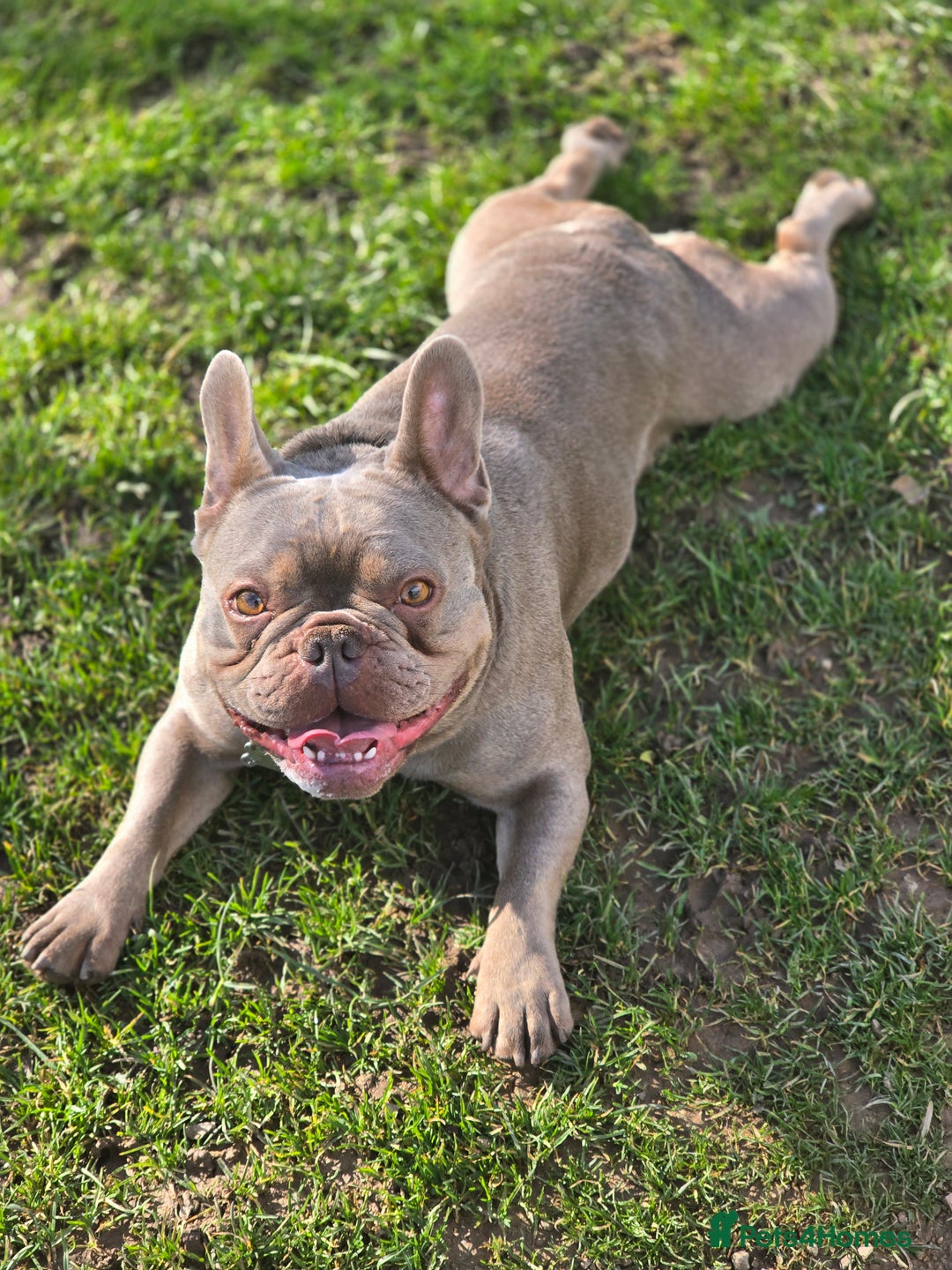 French Bulldog dogs for sale: Beautiful Bronny seeking a dog free home  - Image 3