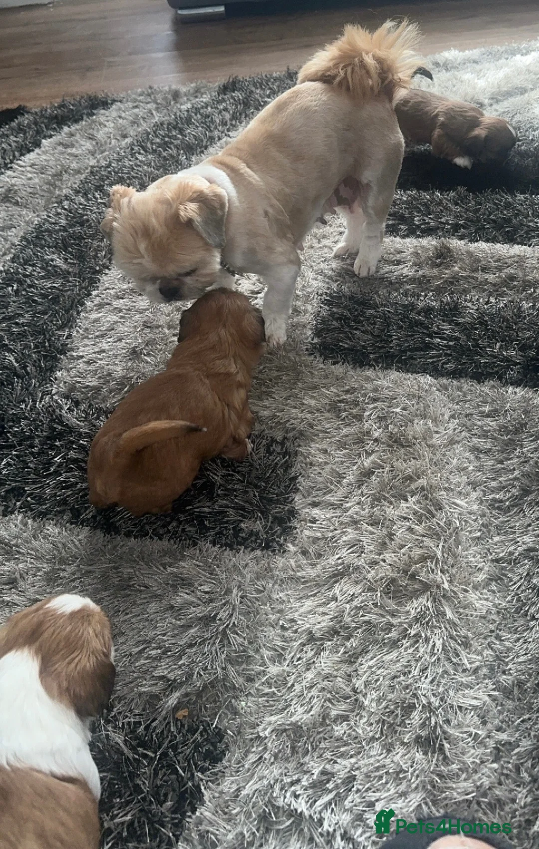 Shih Tzu dogs for sale: Stunning chocolate imperial Shih Tzu puppies  - Advert 2