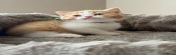 British Shorthair cats for sale: Pedigree British Shorthair - Show Champion Lines - Advert 8