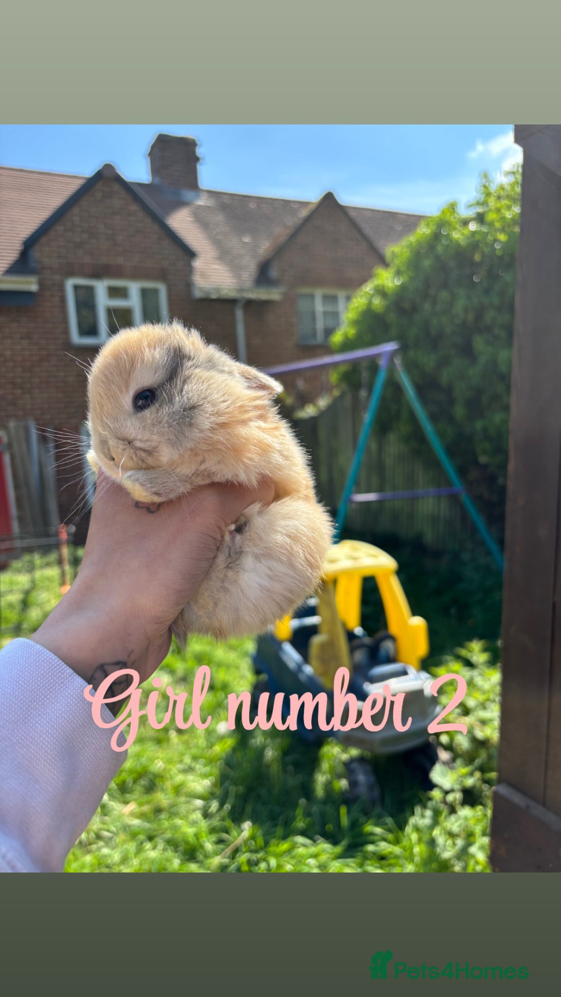 Mini Lop rabbits Mini lop babies - Advert 21