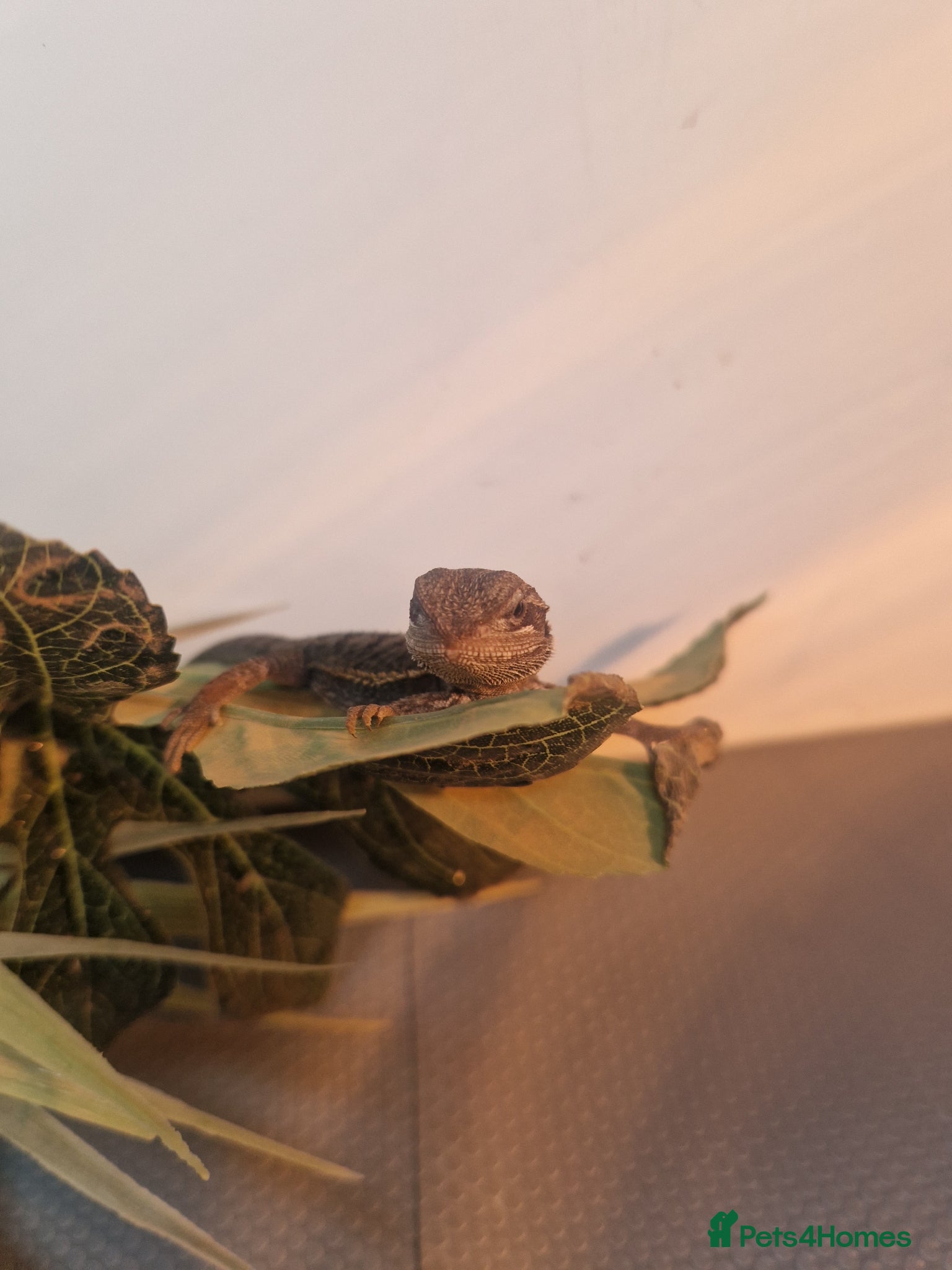 Bearded Dragon reptiles Baby Bearded Dagons - Advert 4