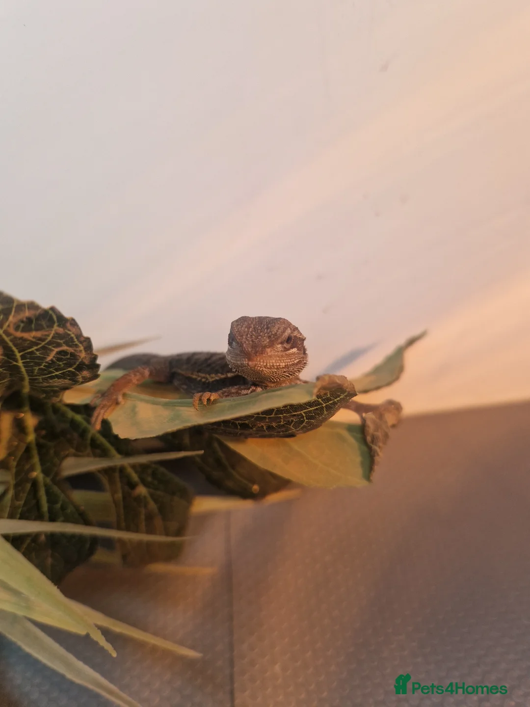 Bearded Dragon reptiles for sale: Baby Bearded Dagons - Advert 1