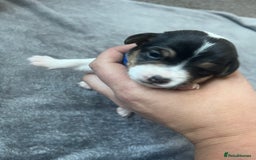 Jack Russell dogs for sale: Beautiful Jack Russell puppies for sale - Image 3