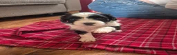 Mixed Breed dogs for sale: Tibetan Terrier x Sprocker Puppies in Dunfermline - Advert 4