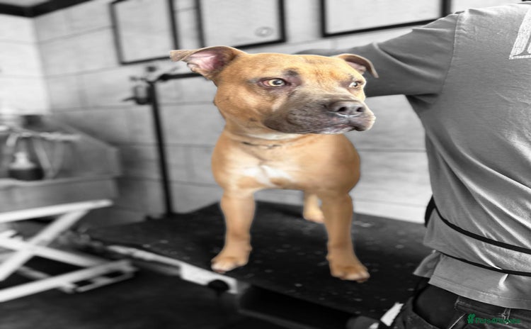 Mixed Breed dogs - Advert 1