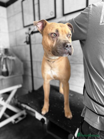 Mixed Breed dogs - Advert 6