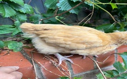 Chickens poultry for sale: Buff Orpington cockerel, nearly 4 weeks old - Image 2