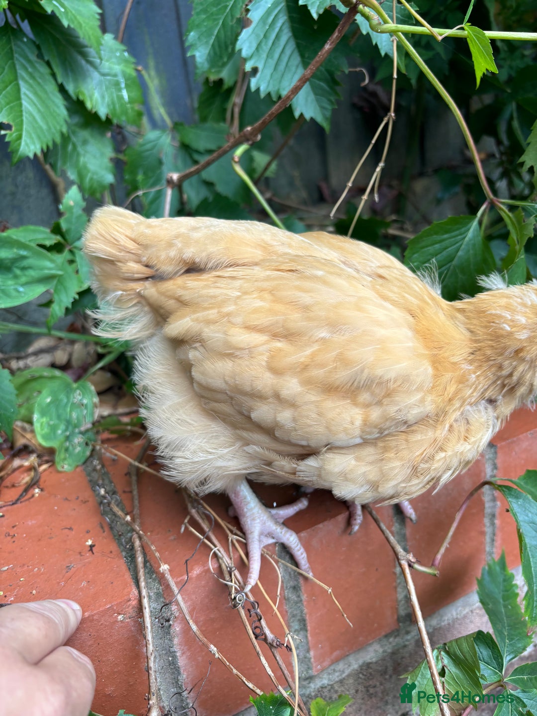 Chickens poultry for sale: Buff Orpington cockerel, nearly 4 weeks old - Image 2