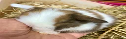 Mini Lop rabbits for sale: Gorgeous mini lop babies ready October - Advert 9