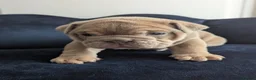 English Bulldog dogs for sale: Gorgeous English Bulldogs  - Advert 12