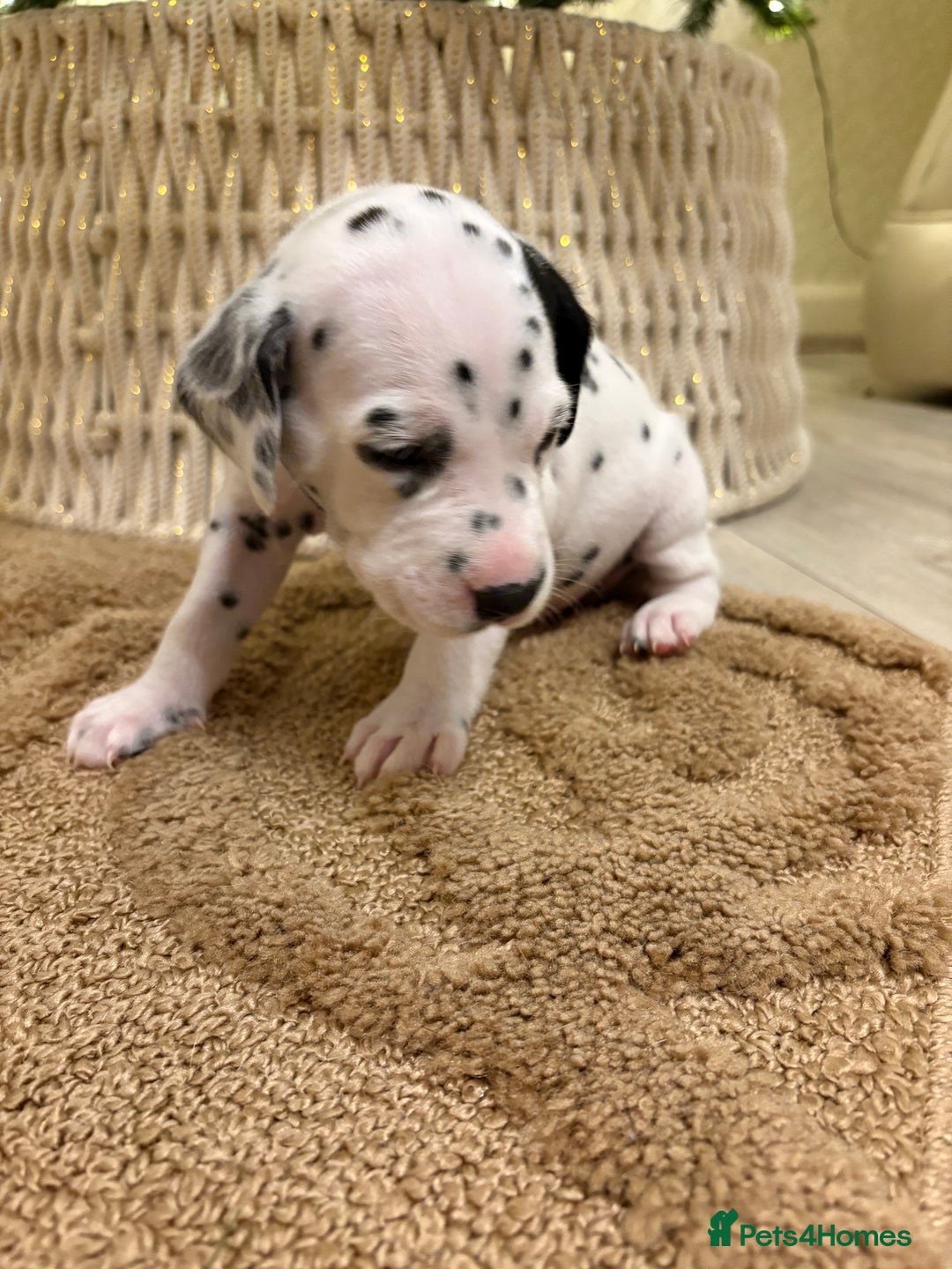 Dalmatian dogs for sale: 5 Generation KC Registered Dalmatians Boys - Advert 24