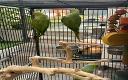 Ringnecks birds for sale: Bonded pair of Indian ringneck  - Image 3