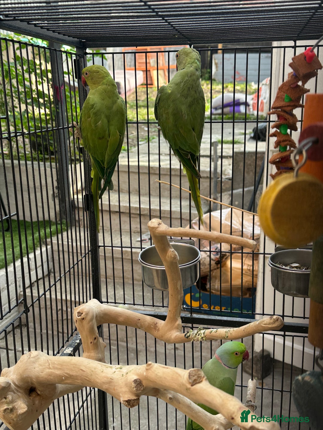 Ringnecks birds for sale: Bonded pair of Indian ringneck  - Image 3