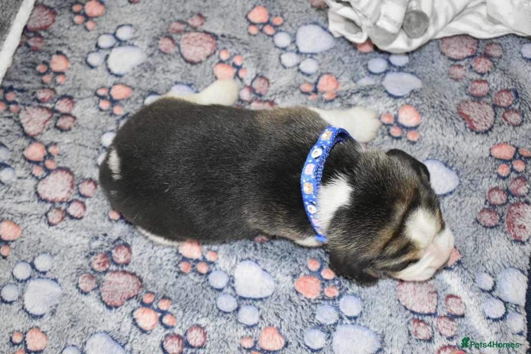 Beagle dogs for sale: Beautiful KC Beagle Puppies – DNA Health Tested  - Image 11