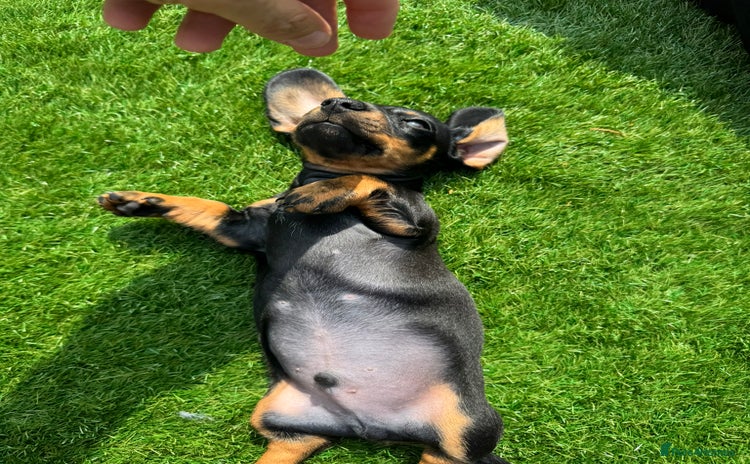 Miniature Dachshund dogs - Advert 1