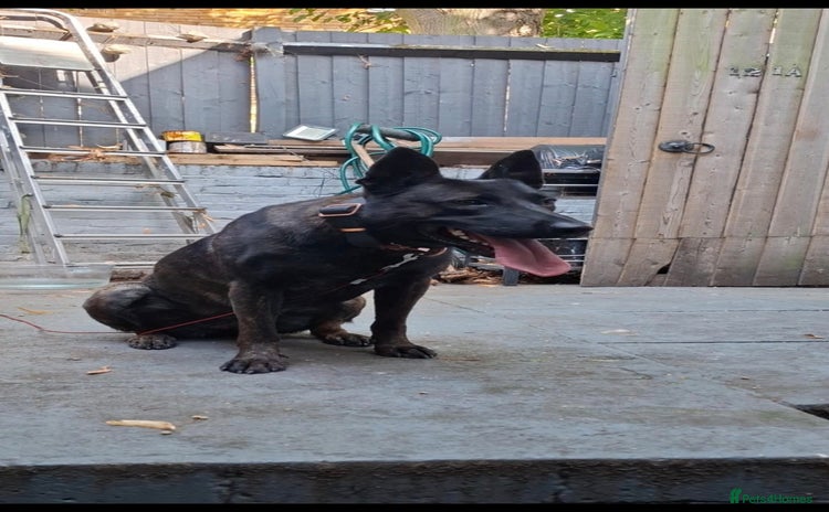 Belgian Shepherd Dog dogs - Advert 1