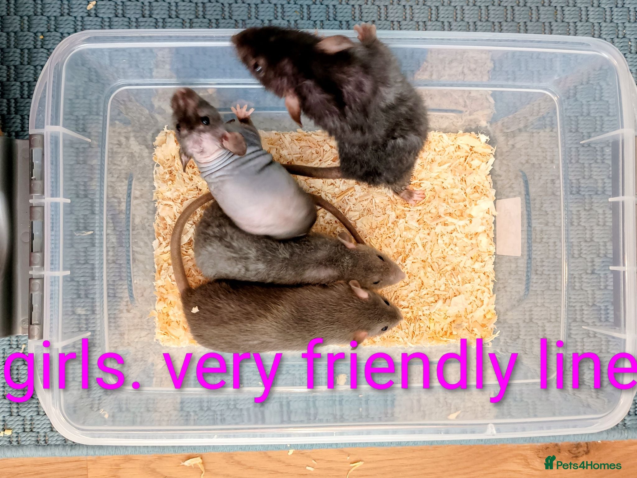 Rat rodents 9 Curly coat rat babies. Very friendly  - Advert 15