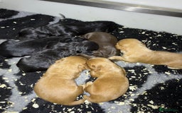 Cocker Spaniel dogs for sale: Beautiful W/Cockerspaniel puppies, legally docked  - Image 3