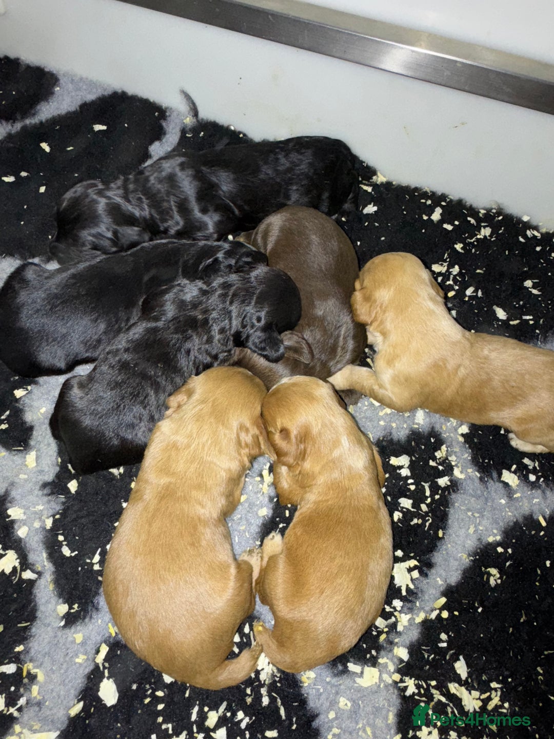 Cocker Spaniel dogs for sale: Beautiful W/Cockerspaniel puppies, legally docked  - Image 3