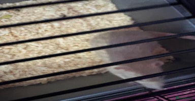 Rat rodents - Advert 6