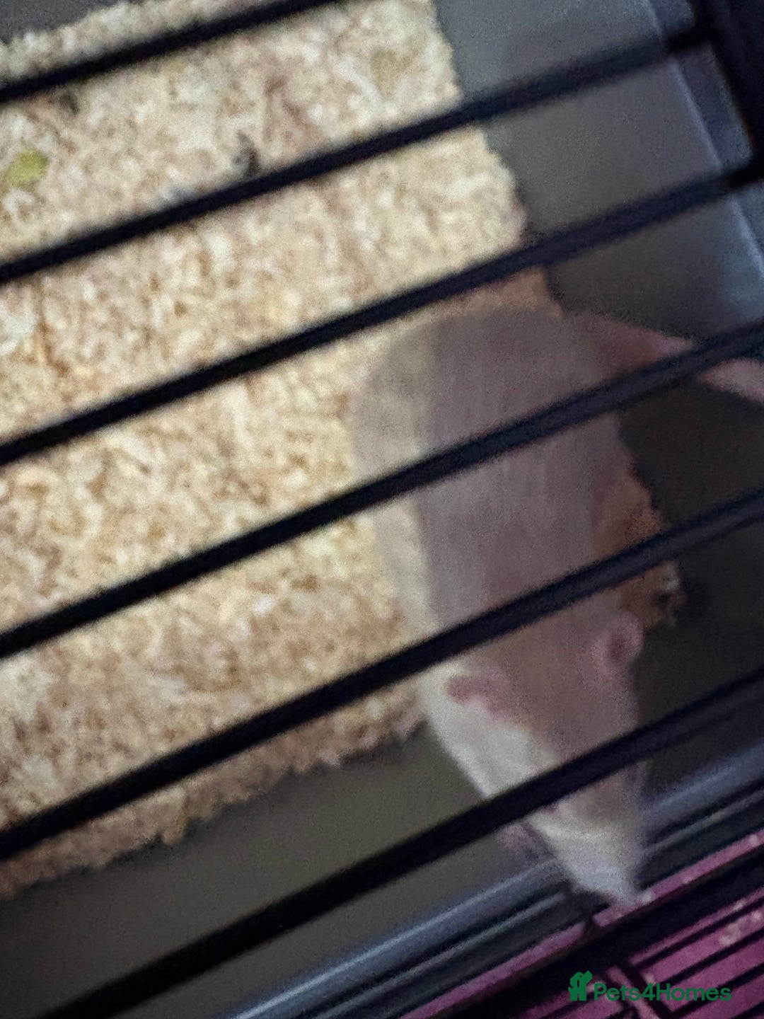 Rat rodents for sale: Rat available - Image 2