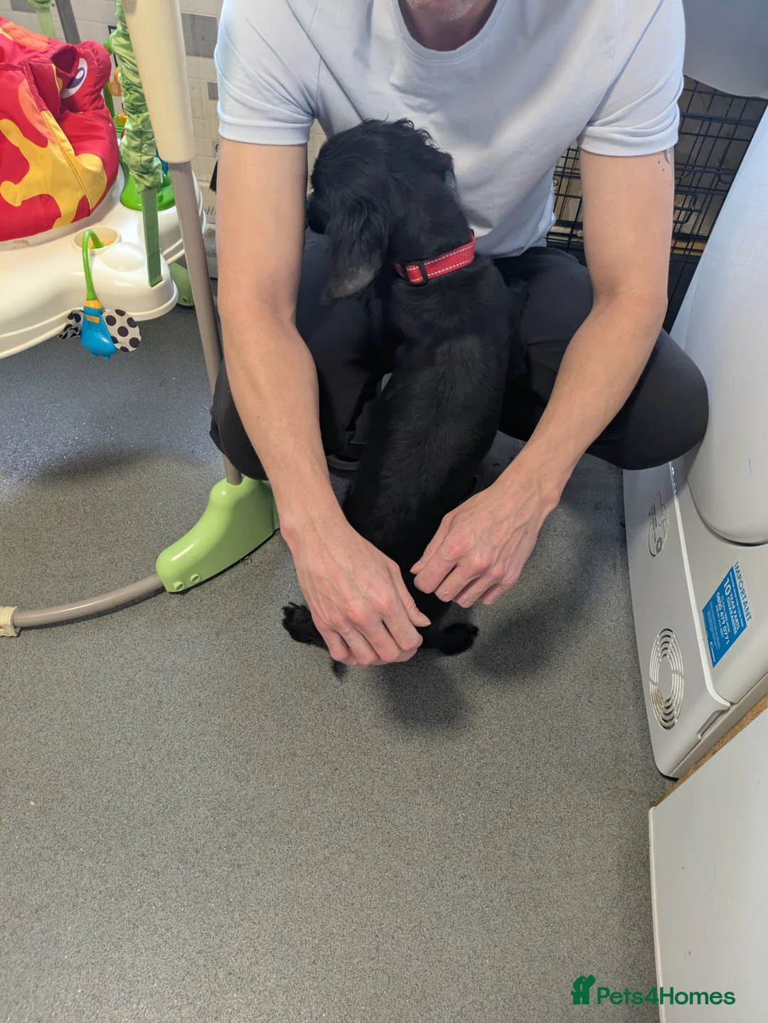 Mixed Breed dogs for sale: Female 5yr old cocker spaniel x Jack russell in Llangammarch Wells - Advert 7