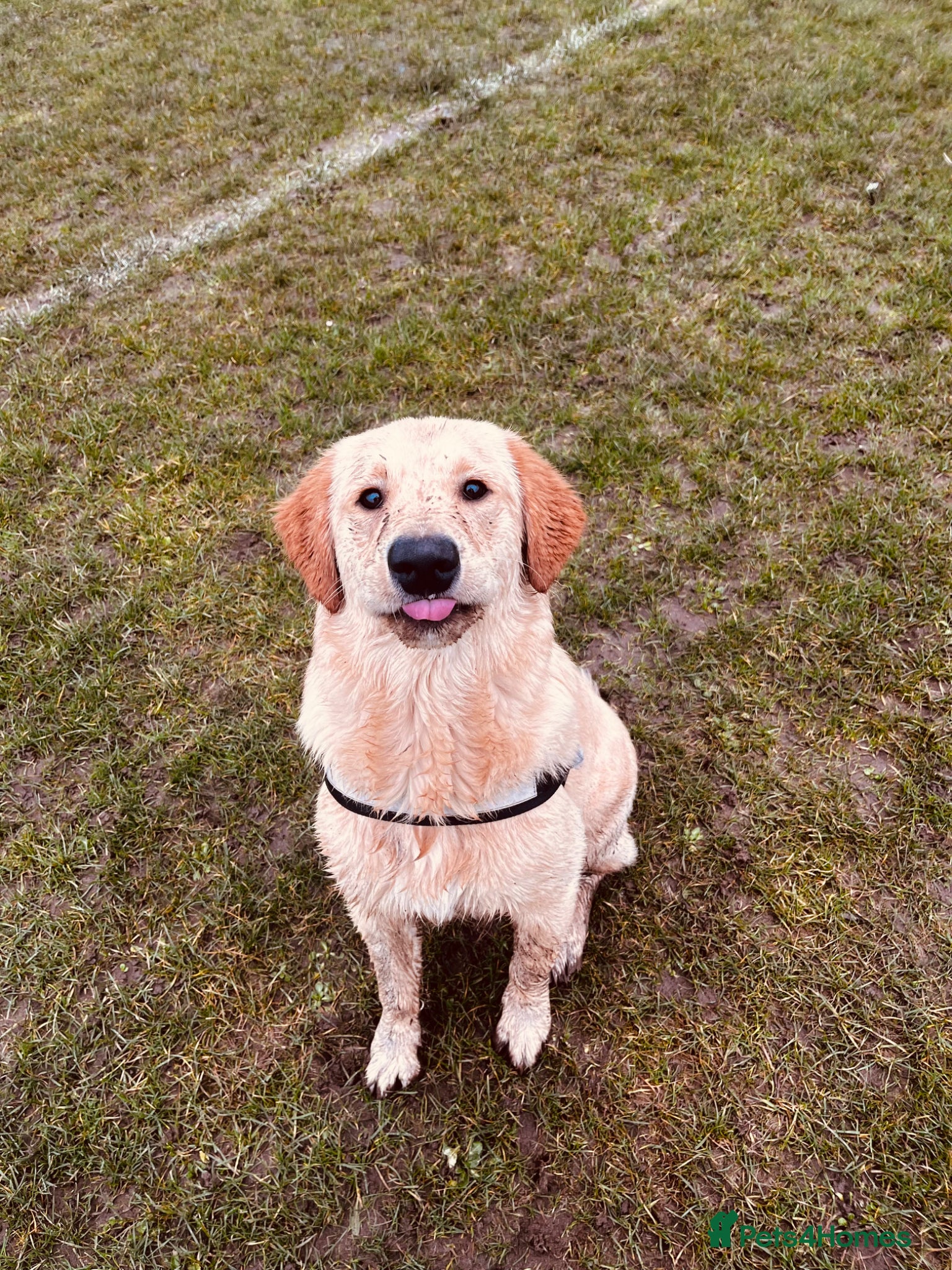 Golden Retriever dogs Simba lion stud 🦁 - Advert 1