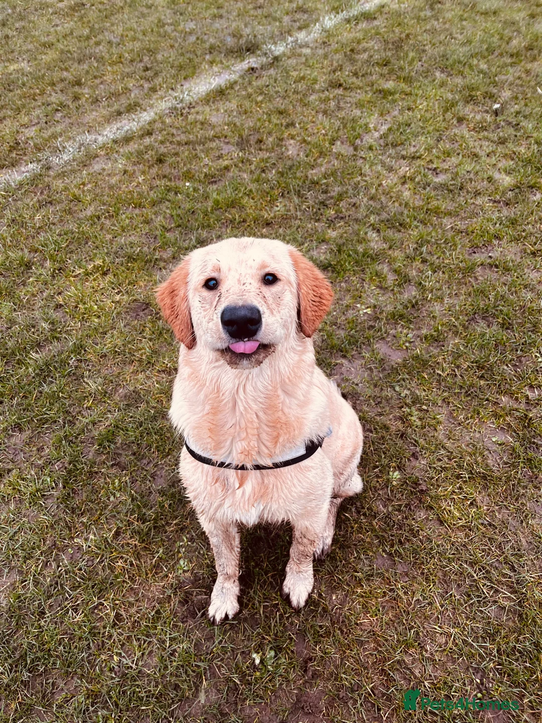 Golden Retriever dogs for stud: Simba lion stud 🦁 - Advert 1