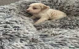 Cockapoo dogs for sale:   🐾 Cockapoo Puppies 🐶  - Image 4