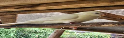 Parakeets birds for sale: BEAUTIFUL kAKARIKIS - Advert 4