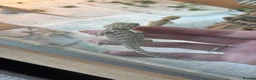 Bearded Dragon reptiles for sale: Baby bearded dragons  - Advert 4