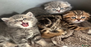 Scottish Fold cats - Advert 16