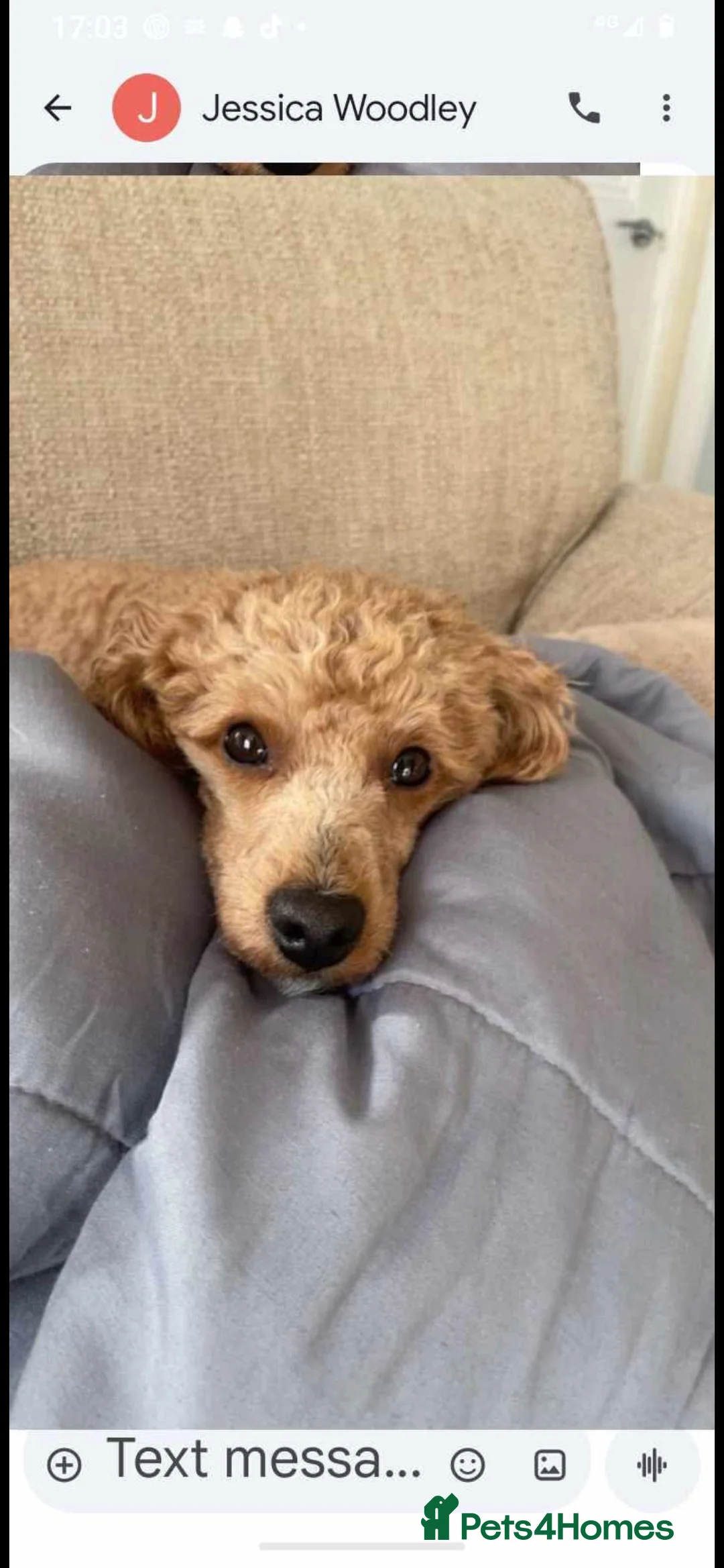 Cockapoo dogs for sale: F1b toy cockapoos - Advert 6