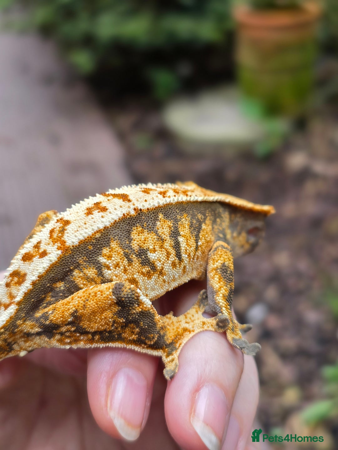 Gecko reptiles for sale: Crested geckos - Advert 8