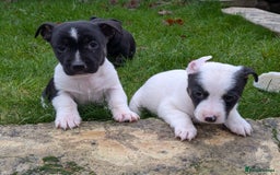 Jack Russell dogs for sale: Jack Russell  - Advert 9