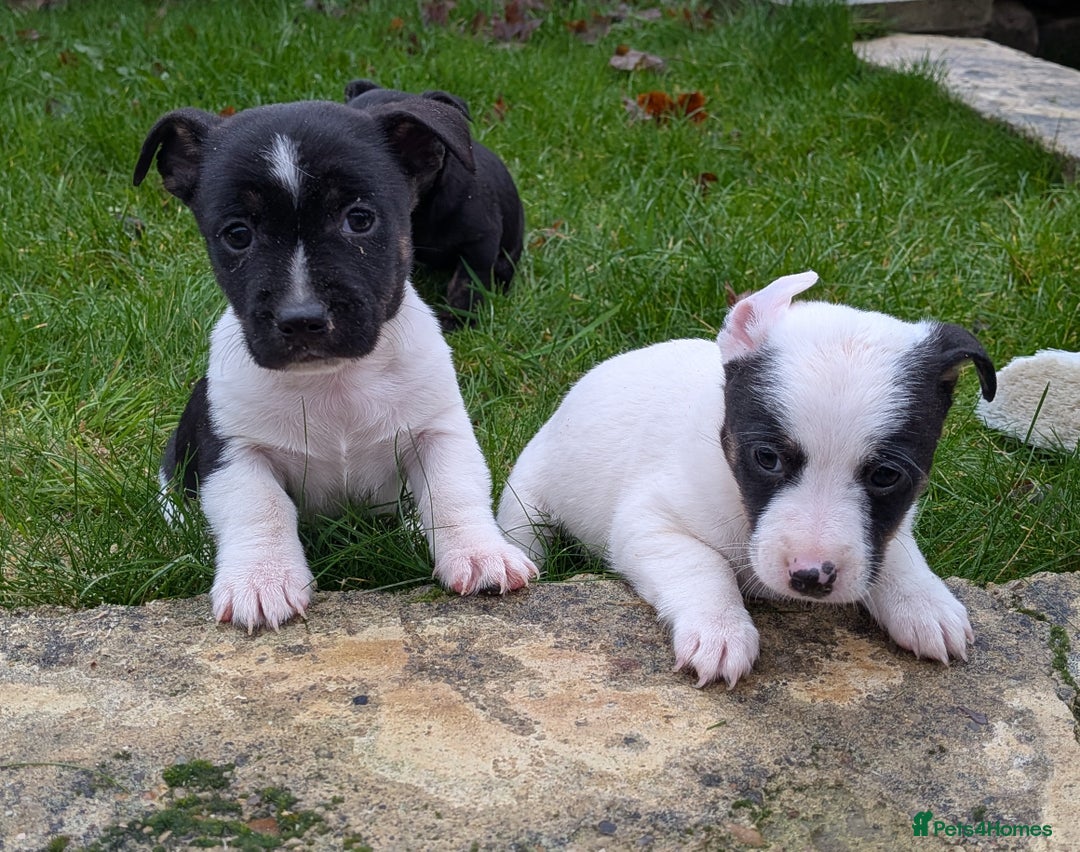 Jack Russell dogs for sale: Jack Russell  - Advert 9