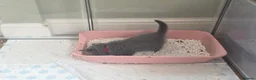 Scottish Fold cats for sale: 🐾 Beautiful Scottish Fold Kittens – £500 Each 🐾 - Advert 19