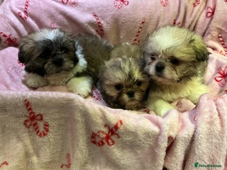 Shih Tzu dogs Shih Tzu puppy's - Advert 6