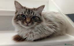 Ragdoll cats for sale: Ragdoll male  - Image 2