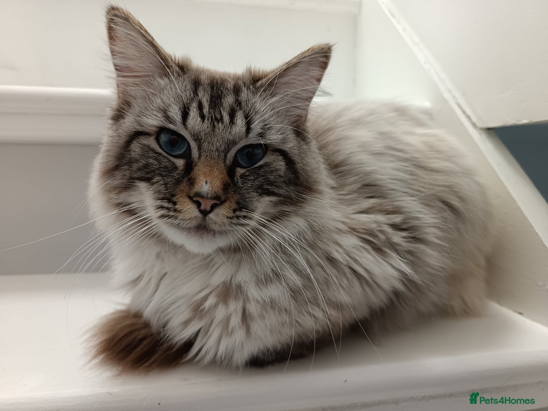 Ragdoll cats for sale: Ragdoll male  - Image 2