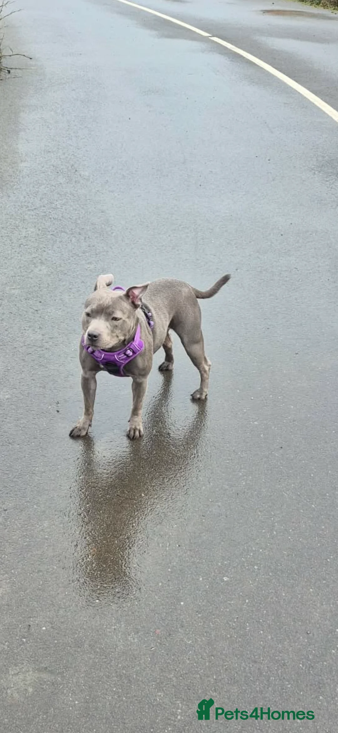 Staffordshire Bull Terrier dogs for sale: Female blue staffotfshire bull terrior - Advert 3