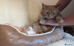Maine Coon cats for sale: Maine-coon Mix for sale 😼 - Image 11