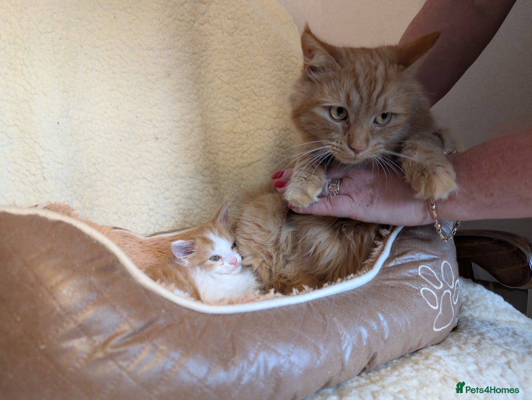 Maine Coon cats for sale: Maine-coon Mix for sale 😼 - Image 11